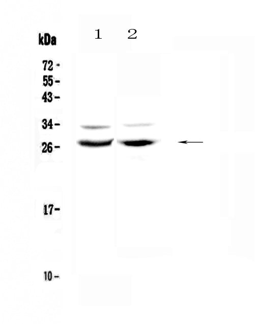 Anti-Mad/MXD1 Antibody Picoband®