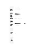 Anti-Homeobox protein SIX6 Antibody Picoband®