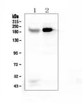 Anti-RRBP1 Antibody Picoband®
