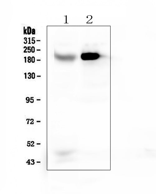 Anti-RRBP1 Antibody Picoband®
