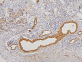 Anti-RAB3GAP2 Antibody Picoband®