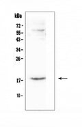 Anti-CCL16 Antibody Picoband®