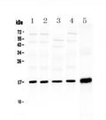 Anti-Hsp20/HSPB6 Antibody Picoband®