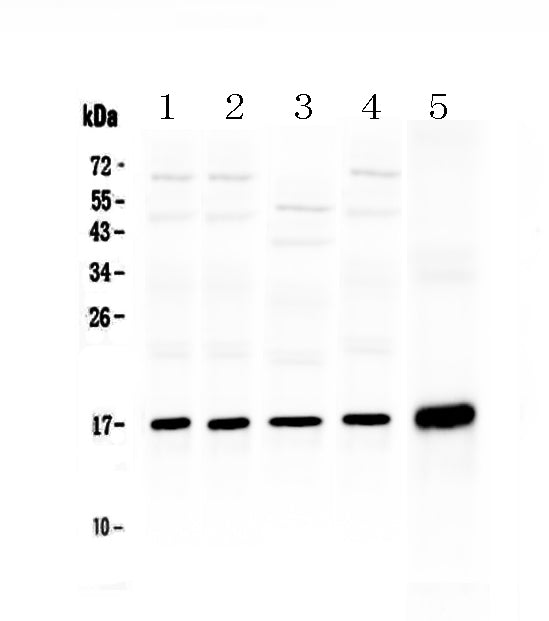 Anti-Hsp20/HSPB6 Antibody Picoband®
