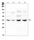 Anti-GPCR GPR7/NPBWR1 Antibody Picoband®