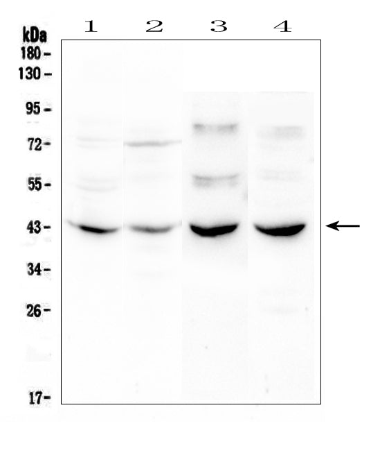 Anti-GPCR GPR7/NPBWR1 Antibody Picoband®