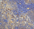 Anti-IL-31 Antibody Picoband®