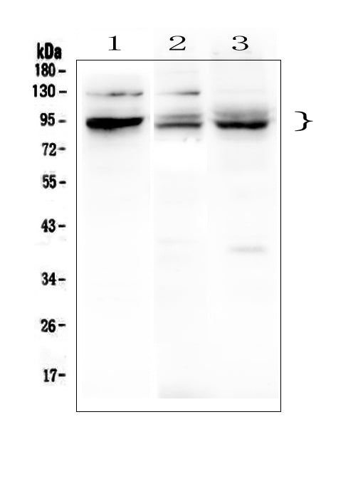 Anti-BHC80/PHF21A Antibody Picoband®