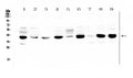 Anti-MCUR1 Antibody Picoband®
