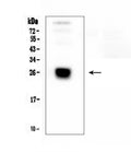 Anti-IGLL1 Antibody Picoband®