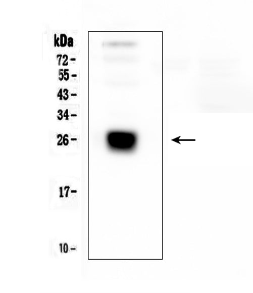 Anti-IGLL1 Antibody Picoband®