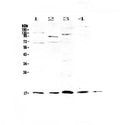 Anti-IL1F10 Antibody Picoband®