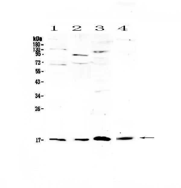 Anti-IL1F10 Antibody Picoband®