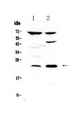 Anti-TRFP/MED20 Antibody Picoband®