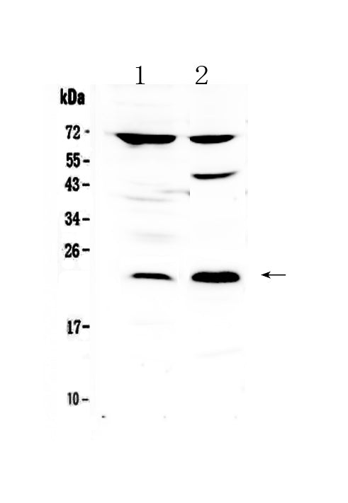 Anti-TRFP/MED20 Antibody Picoband®