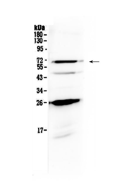 Anti-SLC7A3 Antibody Picoband®