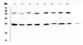 Anti-IL36 alpha/IL36A Antibody Picoband®