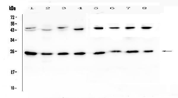 Anti-IL36 alpha/IL36A Antibody Picoband®