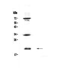 Anti-IL17B Antibody Picoband®