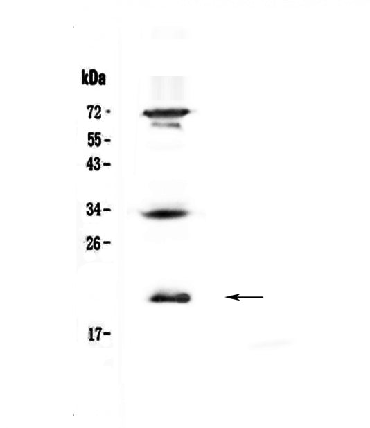 Anti-IL17B Antibody Picoband®