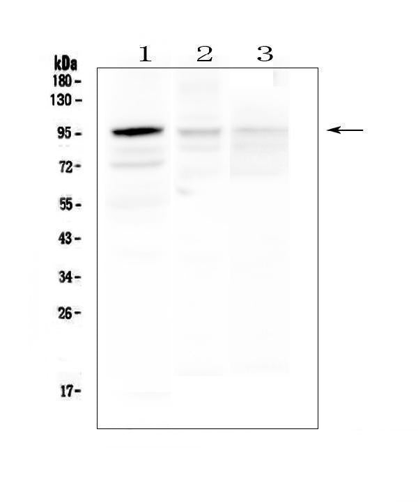 Anti-HECTD3 Antibody Picoband®