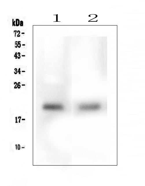 Anti-TMEM166/EVA1A Antibody Picoband®