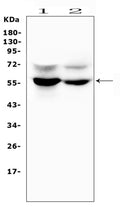 Anti-GLUT6/SLC2A6 Antibody Picoband®