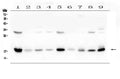 Anti-TIMM17A Antibody Picoband®