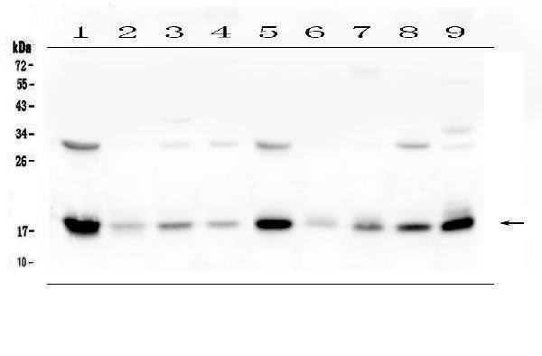 Anti-TIMM17A Antibody Picoband®