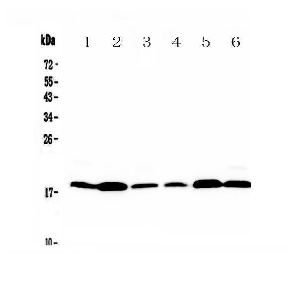 Anti-MED9 Antibody Picoband®