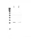 Anti-RNF186 Antibody Picoband®