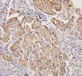 Anti-PYROXD1 Antibody Picoband®