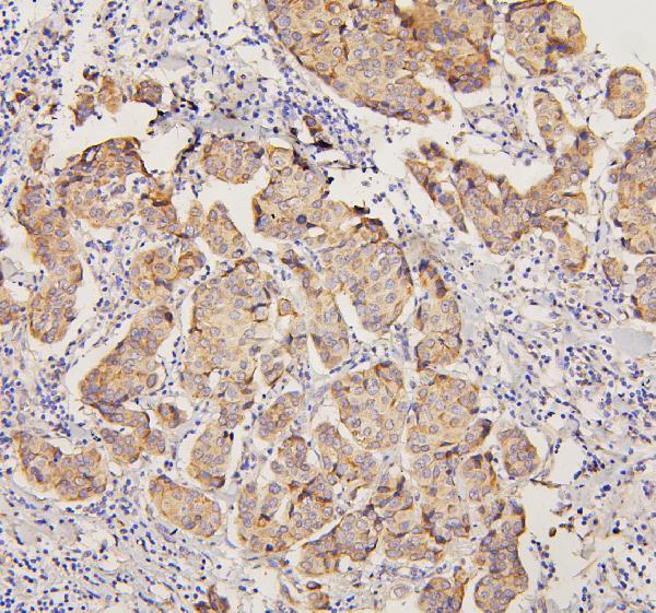 Anti-PYROXD1 Antibody Picoband®