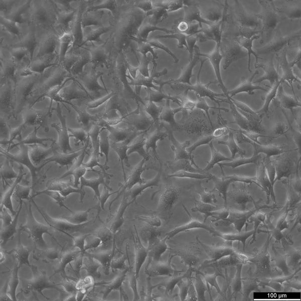 A172 cell