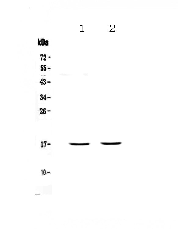 Anti-PLAC9 Antibody Picoband®