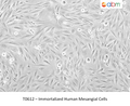 Immortalized Human Mesangial Cells – Figure 1 of 1