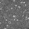 A2058 cell