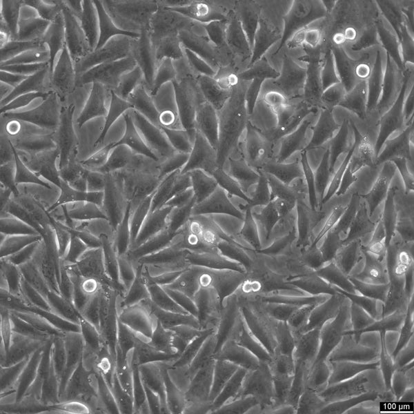 A2058 cell