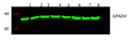 Fig.1.Western blot analysis of 1 HEK293 2 SW480 3 HEPG2 4 MCF-7 5 mouse brain 6 Rat brain 7 Hela 8 A549 lysates, primary antibody was diluted at 1:5000, 4Â° over night, secondary antibody: 23910.