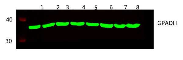 Fig.1.Western blot analysis of 1 HEK293 2 SW480 3 HEPG2 4 MCF-7 5 mouse brain 6 Rat brain 7 Hela 8 A549 lysates, primary antibody was diluted at 1:5000, 4Â° over night, secondary antibody: 23910.