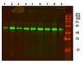 Fig.1.Western Blot analysis of 1,hela 2,A549 3,HEPG2 4,Mouse-brain 5,Mouse-lung 6,Mouse-liver 7,Rat-brain 8,Rat-lung 9,Rat-liver cells using primary antibody (ABP50593) diluted at 1:1000 (4Â°C overnight). Secondary antibodyï¼šGoat Anti-rabbit IgG IRDye 800( diluted at 1:5000, 25Â°C, 1 hour).