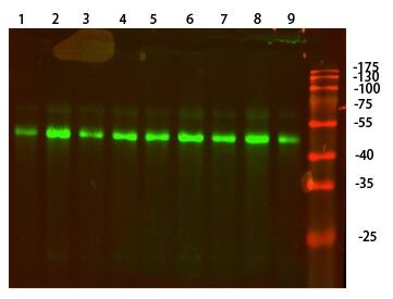 Fig.1.Western Blot analysis of 1,hela 2,A549 3,HEPG2 4,Mouse-brain 5,Mouse-lung 6,Mouse-liver 7,Rat-brain 8,Rat-lung 9,Rat-liver cells using primary antibody (ABP50593) diluted at 1:1000 (4Â°C overnight). Secondary antibodyï¼šGoat Anti-rabbit IgG IRDye 800( diluted at 1:5000, 25Â°C, 1 hour).