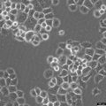 A2780 cell