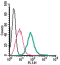 Anti-Adenosine A2A Receptor (extracellular)-FITC Antibody