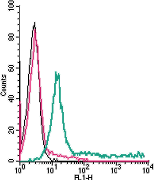 Anti-Human Adenosine A2A Receptor (extracellular)-FITC Antibody