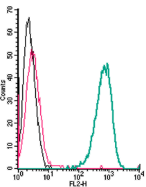 Anti-Adenosine A2A Receptor (extracellular)-PE Antibody
