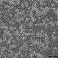 A375 cell