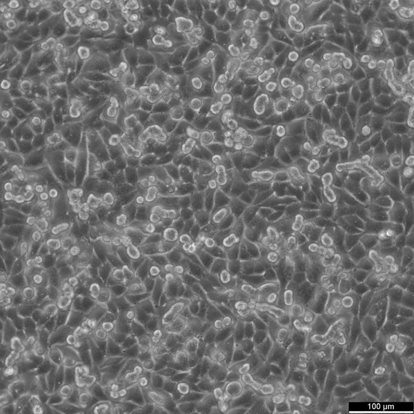 A375 cell