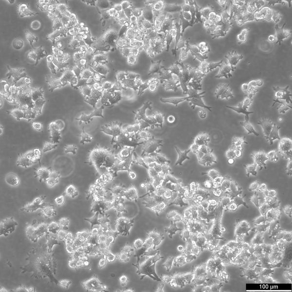 A427 cell