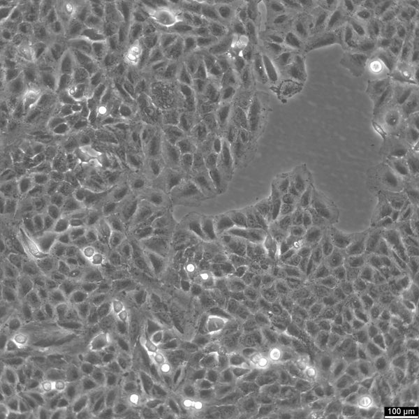 A549 cell